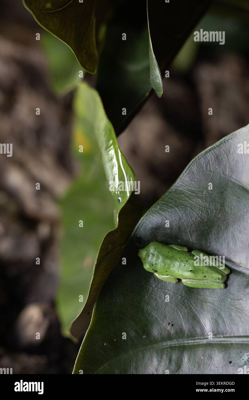 Agalychnis callidryas - Rotaugen Baumfrosch, der auf einem Blatt ruht. Stockfoto
