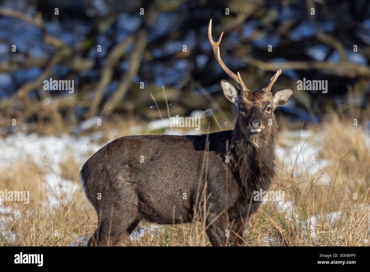 Sika-Hirsch / Nordhirsch / Japanischer Hirsch (Cervus nippon) Hirsch / Rüde mit gebrochenem Geweih nach dem Kampf während der Waldrube im Winter Stockfoto