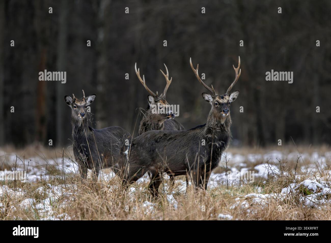 Sika-Hirsch / Nordgeflecktes Hirsch / Japanischer Hirsch (Cervus nippon) drei Hirsche / Männchen, die im Winter im Grasland am Waldrand auf der Suche sind Stockfoto