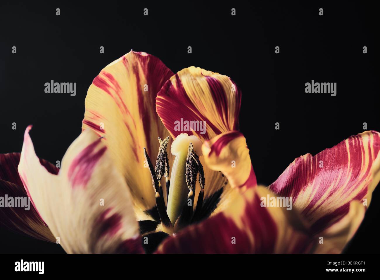Nahaufnahme der blühenden gelben und roten Tulpenblüte vor dunklem Hintergrund Stockfoto
