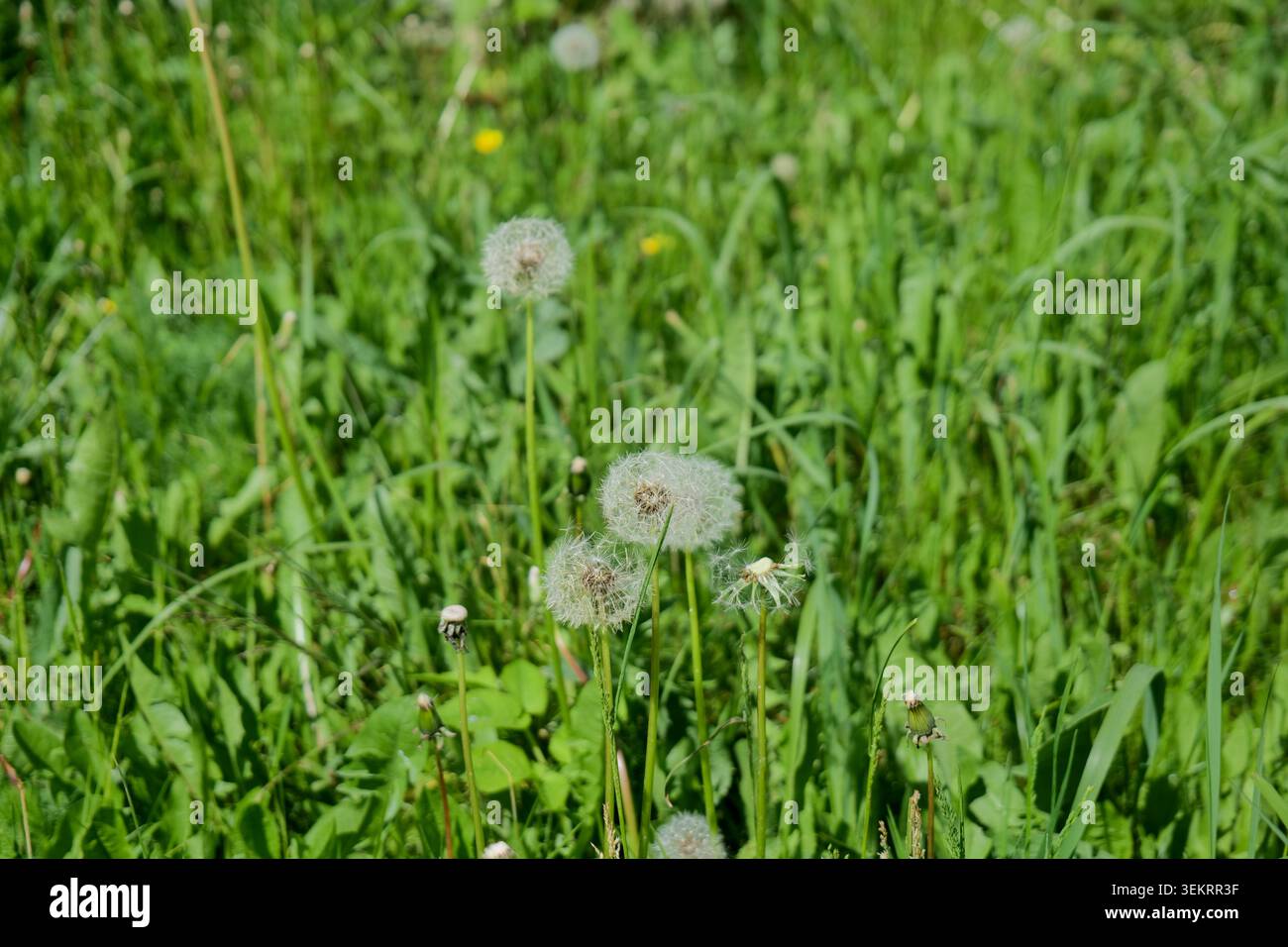 Löwenzahn-Samenköpfe auf einem grünen Grasfeld an einem sonnigen Tag Stockfoto