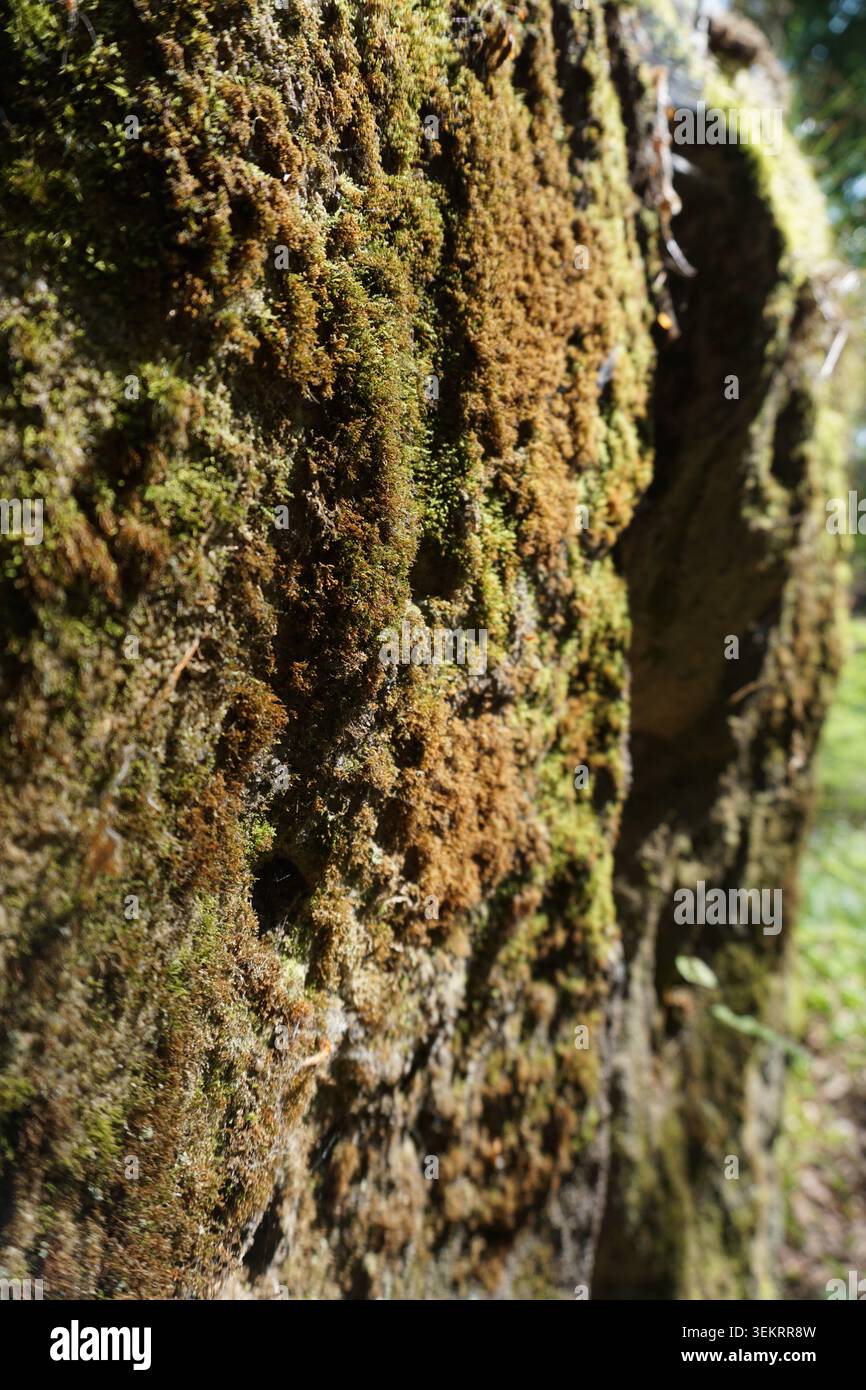 Vertikale Nahaufnahme von grünem und braunem Moos, das auf einem Felsen in einem Wald wächst Stockfoto