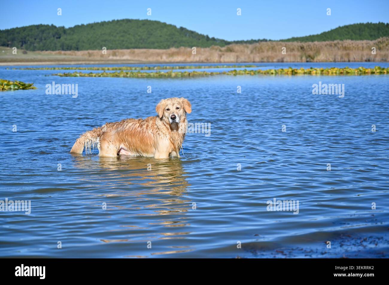 Feuchter goldener Retriever, der in einem flachen See mit Schilf und bewaldeten Hügeln im Hintergrund steht. Stockfoto