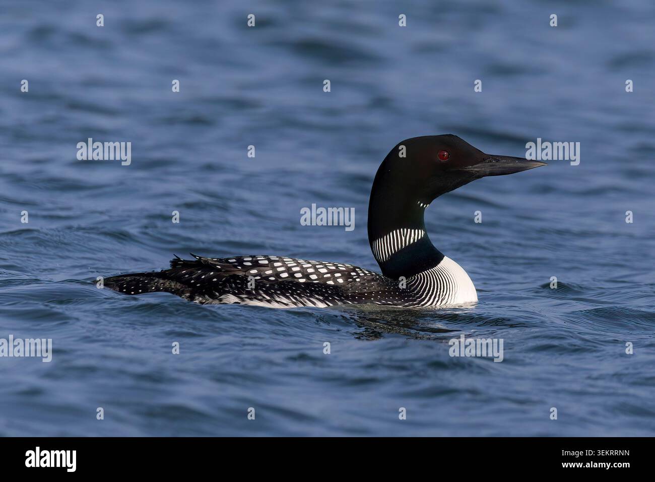 Great Northern Diver (Common Loon) Schwimmen auf dem See Mývatn, Island. Stockfoto