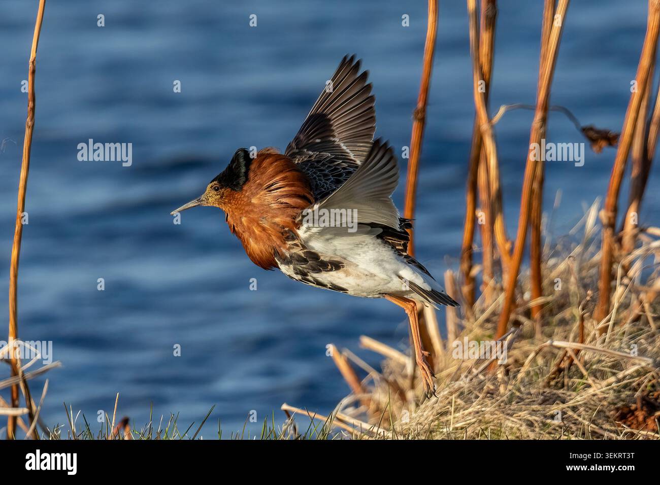 Männlicher Ruff (Philomachus pugnax), der Balzvorstellungen in einem Nikking-Habitat über einem Feuchtbecken in Norwegen vorführt, die Flügel hochgehoben und sich auf den Sprung vorbereitet. Stockfoto