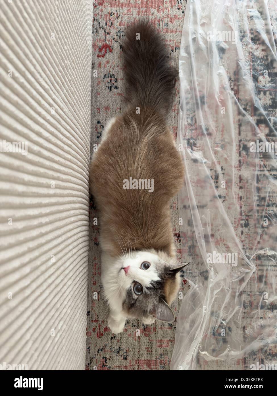 Einzelne flauschige Ragdoll-Katze, die auf gemustertem Teppich liegt und in die Kamera blickt, mit neugierigen blauen Augen, beigefarbenem Cordsofa in der Nähe während der Renovierung. Stockfoto