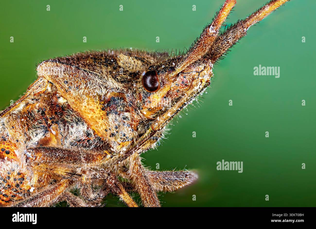 Die westliche Kiefernkäfer (Leptoglossus occidentalis) Stockfoto