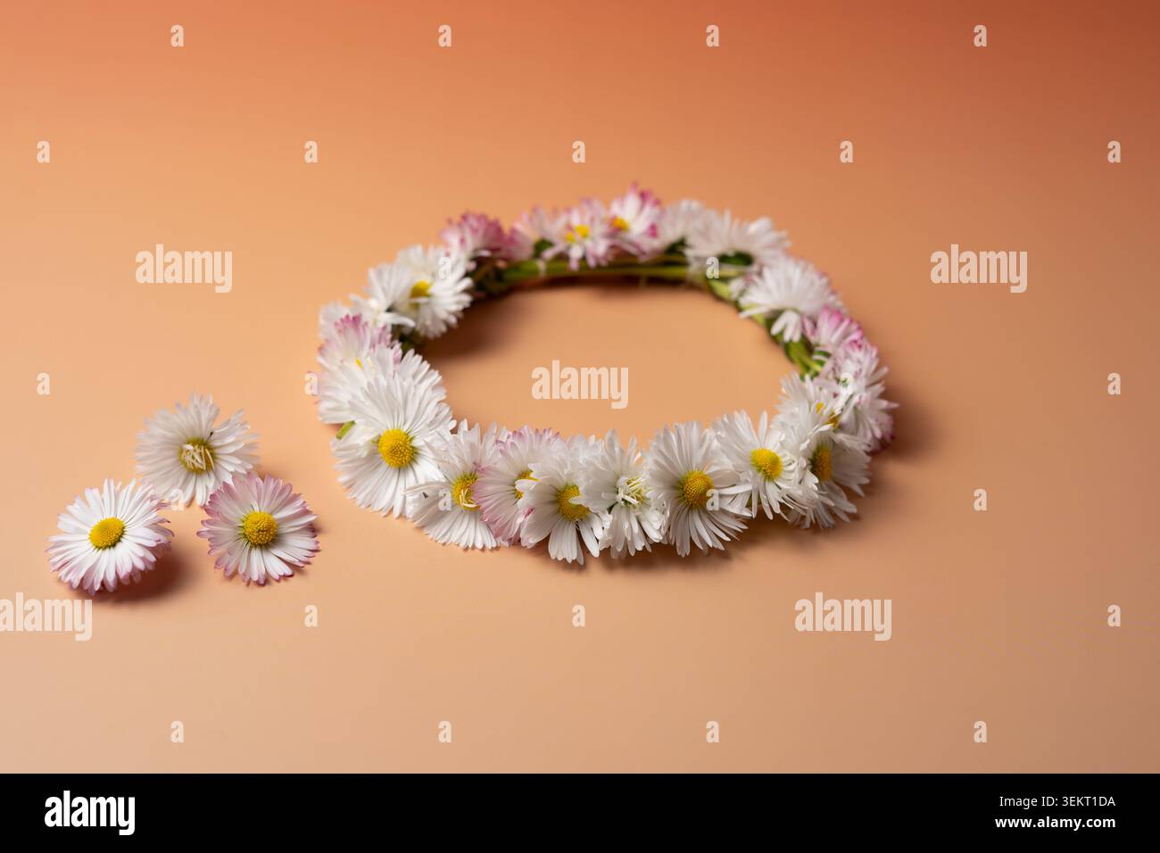 Mittsommerkranz aus wilden Blumen auf pastellfarbenem Hintergrund Stockfoto