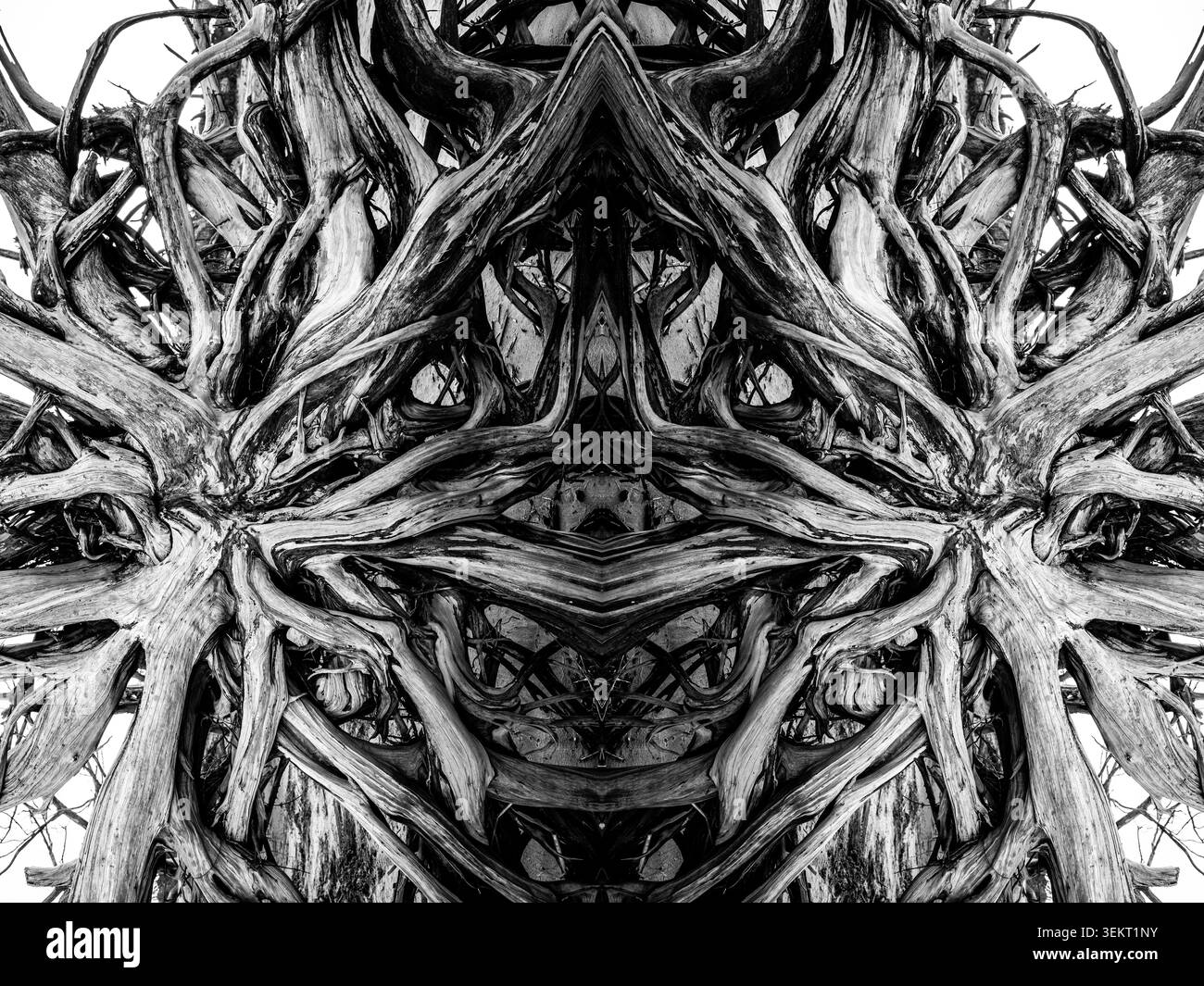 Abstraktes symmetrisches Muster, das aus einer verwitterten, toten Baumwurzel am Driftwood Beach, Jekyll Island, Georgia, USA, erstellt wurde. Stockfoto