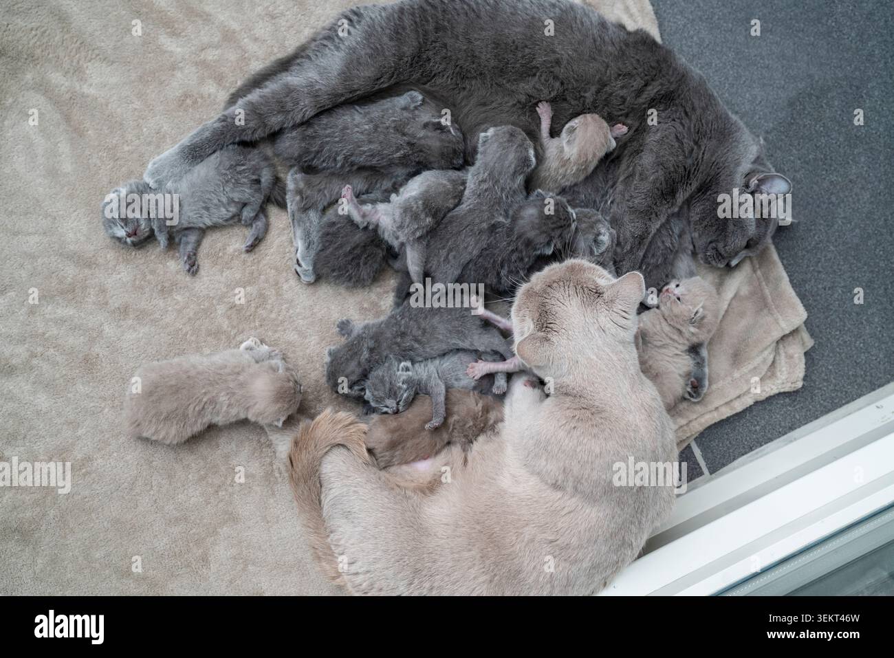 Luftaufnahme der britischen Kurzhaar- und Scottish Fold-Mutterkatzen, die eine große Gruppe neugeborener Kätzchen zusammen pflegen Stockfoto