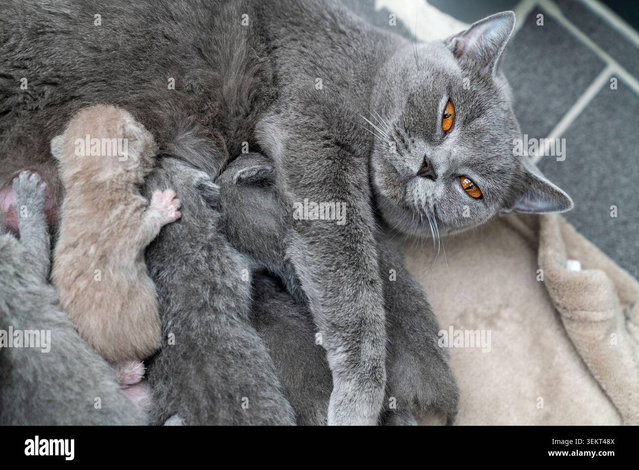 Eine britische Kurzhaarkatze, die ihre neugeborenen Kätzchen pflegt Stockfoto