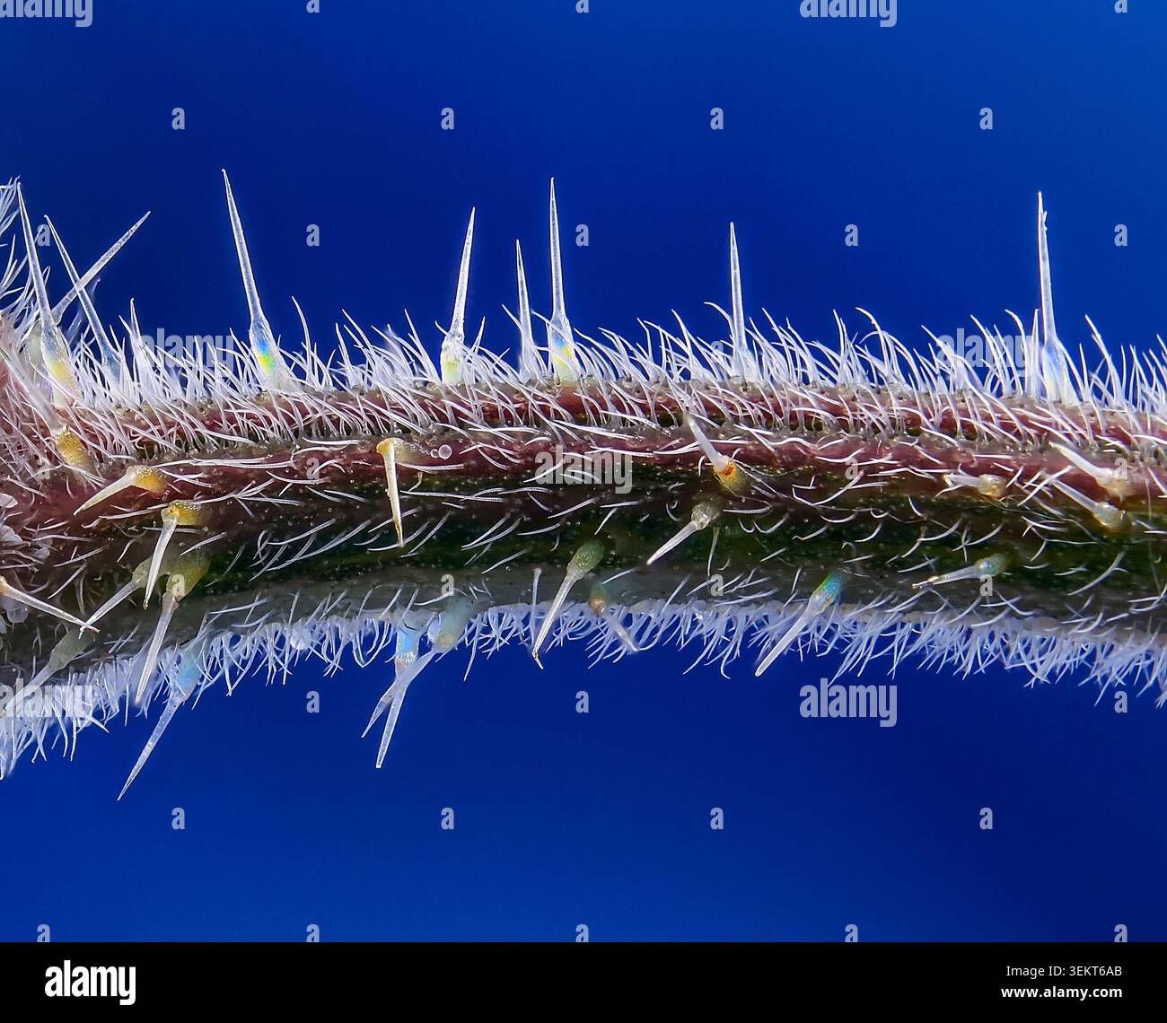 Brennnessel-Blattstiel in extremer Makroform, der dichte stechende Haare und toxinininjektive Nadeln in bemerkenswerter Detailtreue vor blauem Hintergrund freigibt. Stockfoto