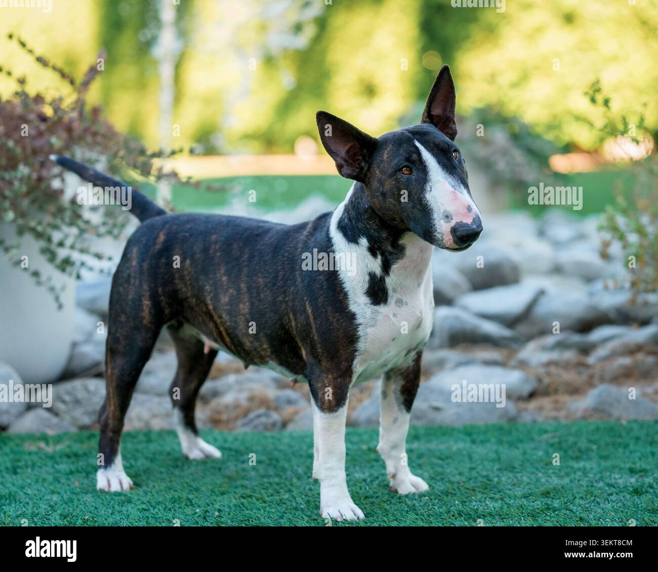 Weiblicher Miniatur-Bullterrier, der sich im Freien für ein natürliches Porträt ausgibt Stockfoto