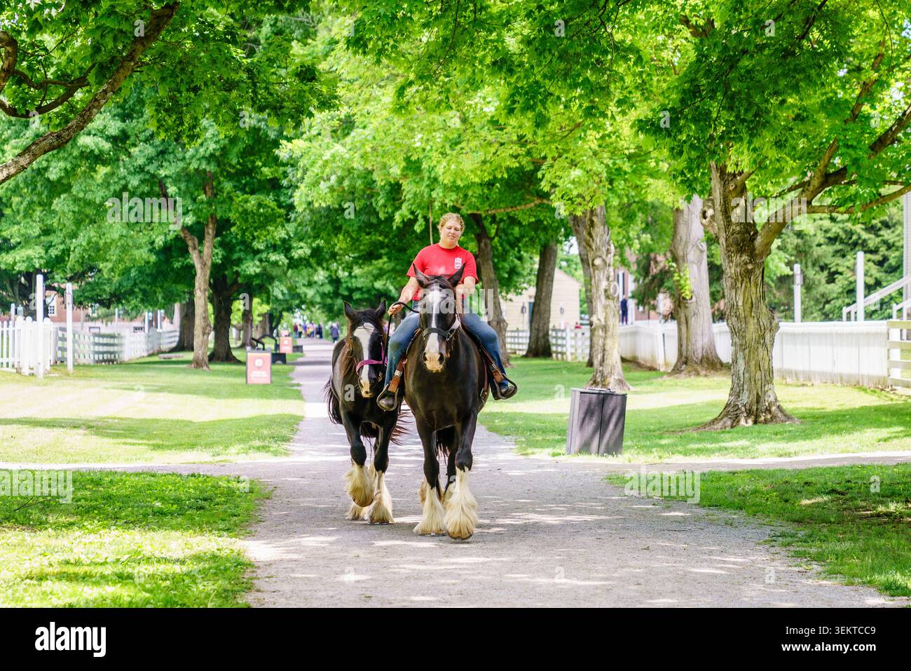 11. Mai 2024, Shaker Village of Pleasant Hill, Kentucky, USA: Frau, die auf einem von Bäumen gesäumten Pfad auf dem historischen Dorfgelände auf einem Clydesdale Pferd reitet Stockfoto