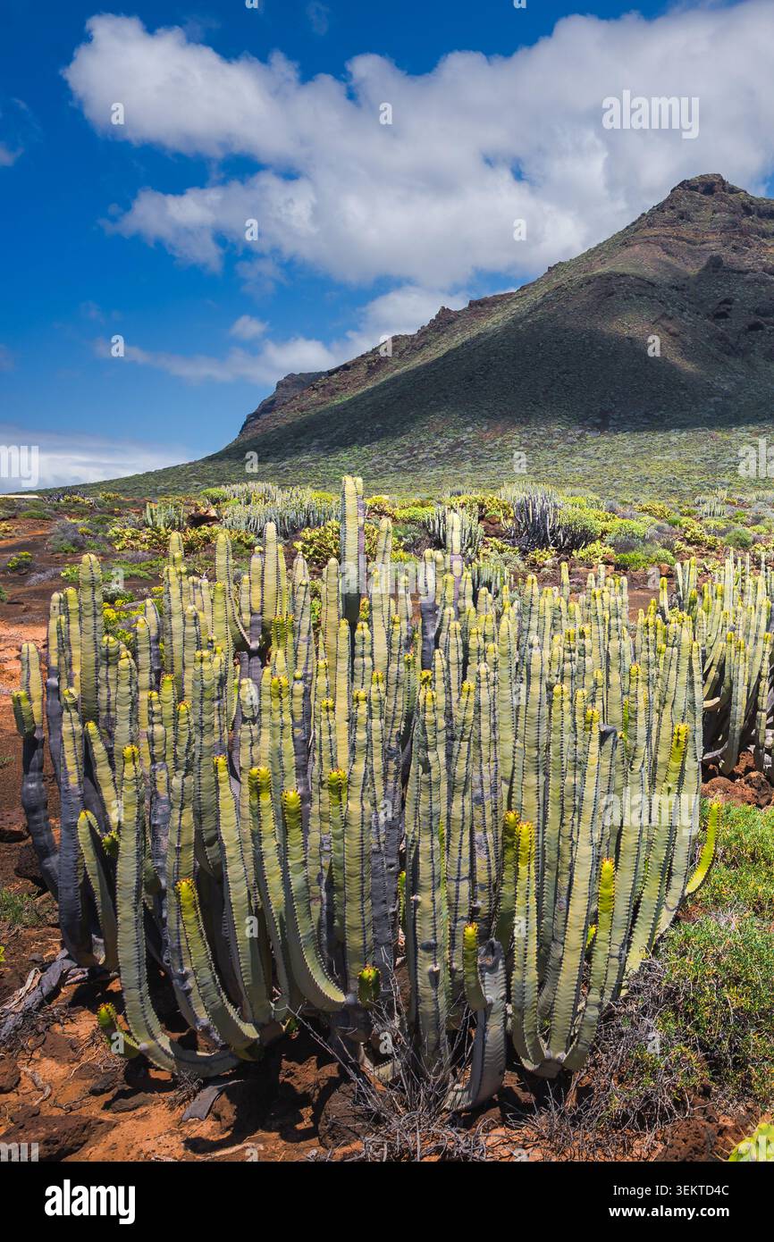 Canary Spurge Euphorbia canariensis wächst auf vulkanischem Lavaband mit dramatischem Mountain Peak unter Blue Sky, Teneriffa, Kanarischen Inseln, Spanien Stockfoto