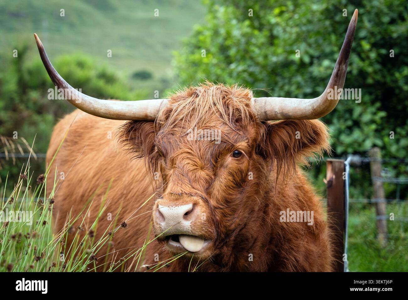 Nahporträt eines Ginger Scottish Highland Rindes mit Zunge, Schottland Stockfoto