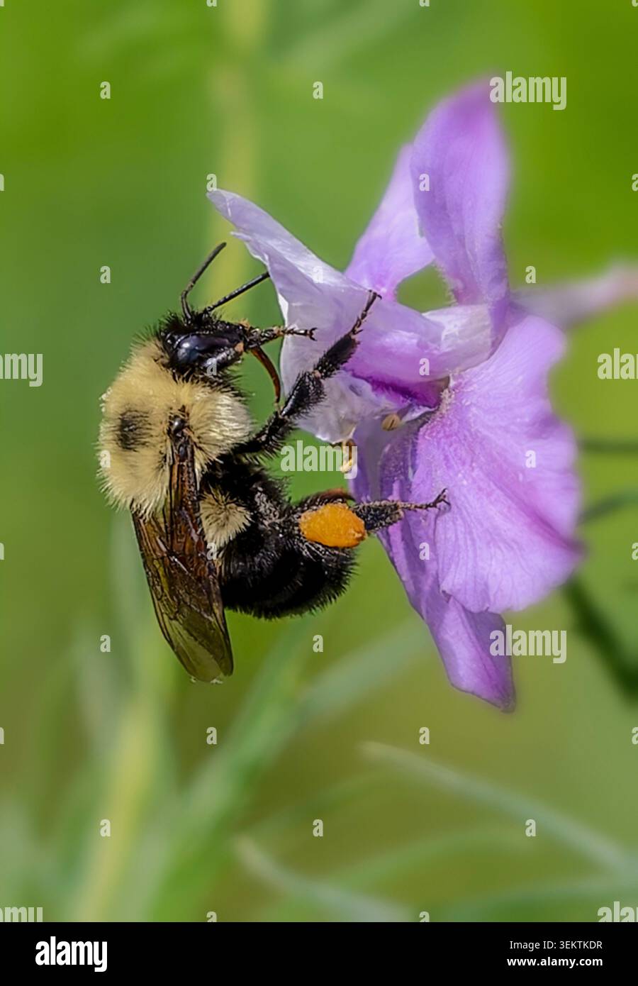 Eine Hummel, die eine Blume bestäubt Stockfoto