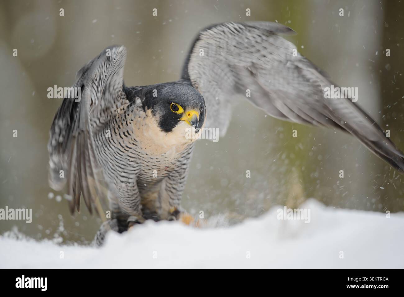Wanderfalke In Verschneiten Waldlandung Mit Flügeln, Nahaufnahme Winter Raptor Porträt Stockfoto