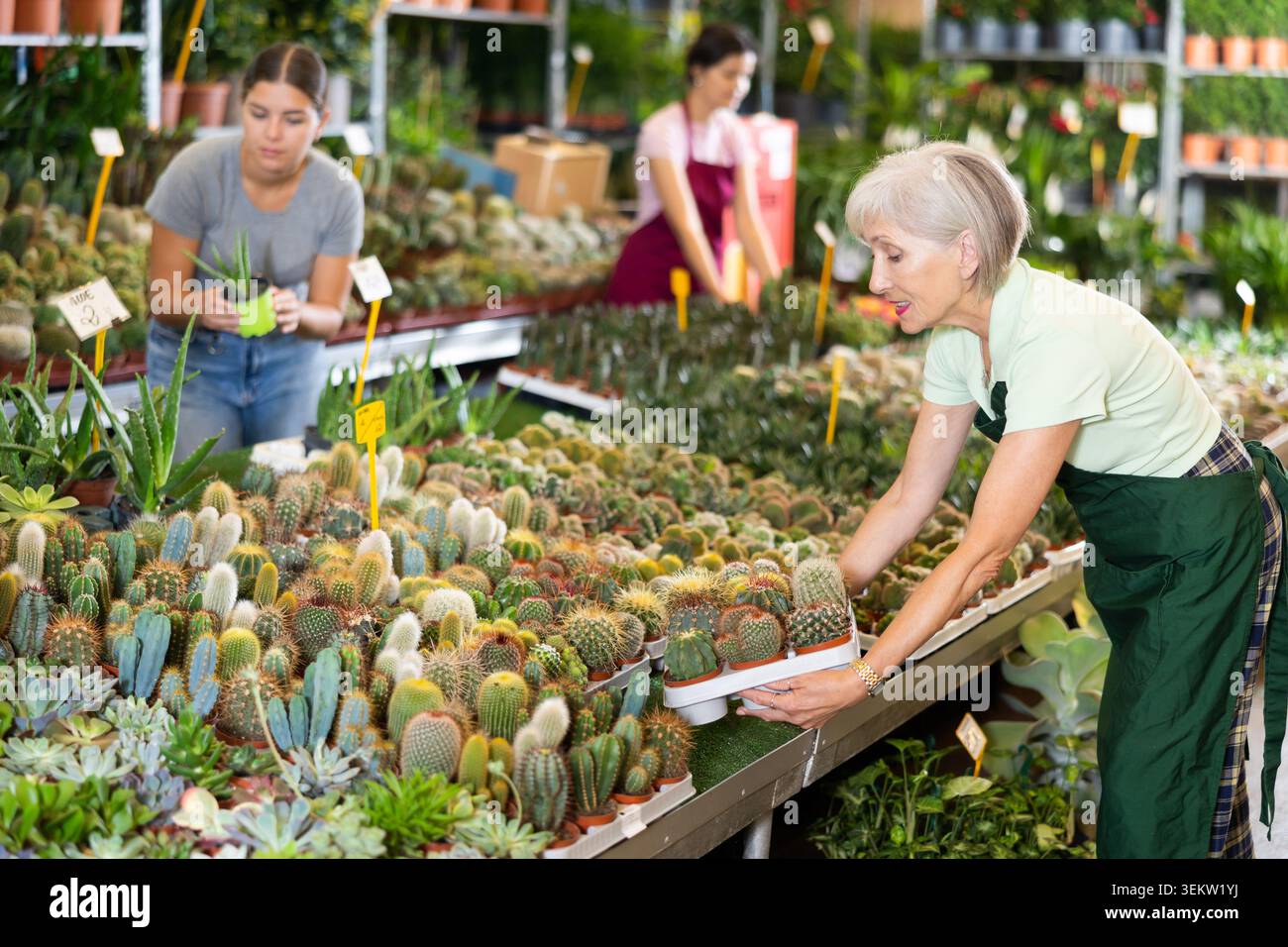 Alte Verkäuferin, die Kaktus in Blumentöpfen hält, auf dem offenen Pflanzenmarkt Stockfoto
