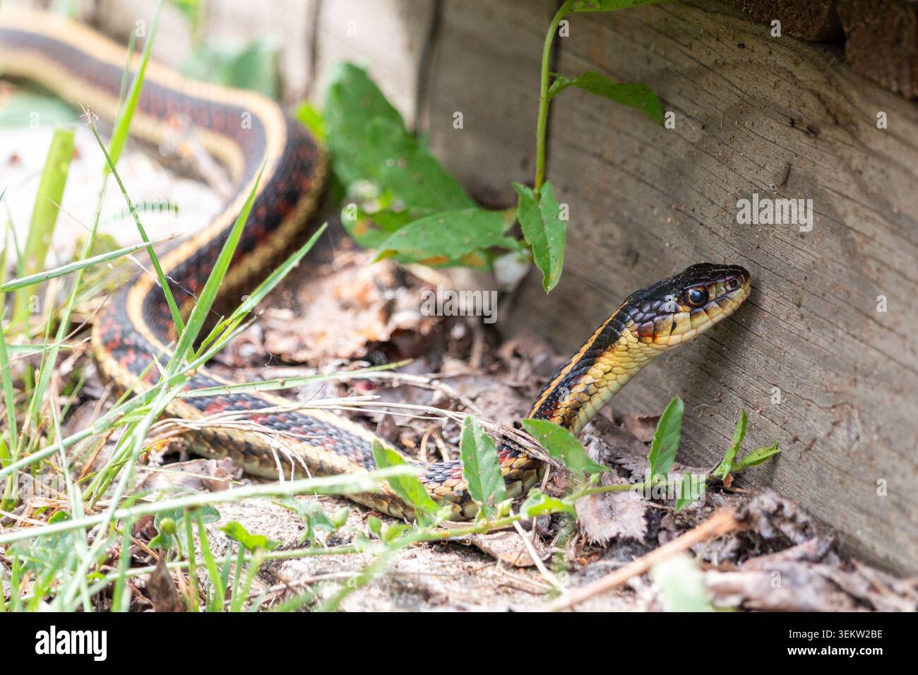 Strumpfschlange Thamnophis sirtalis, neben einem Holzgebäude Stockfoto