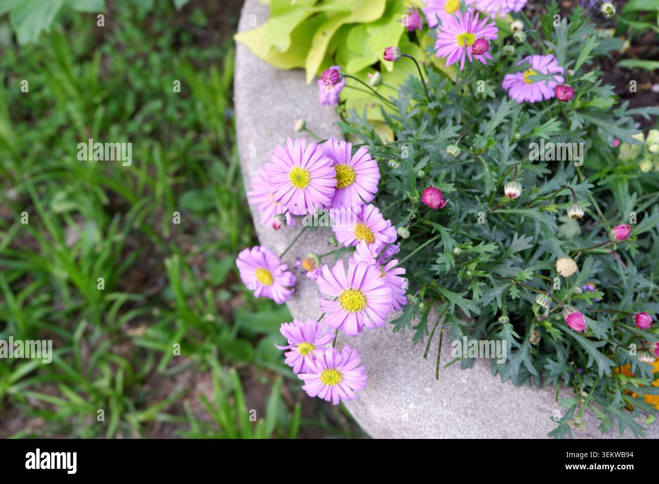 Nahaufnahme von blühenden violetten marguerite-Gänseblümchen (Argyranthemum frutescens), die im Frühjahr in Peking, China, in einem Pflanzgefäß wachsen. Stockfoto