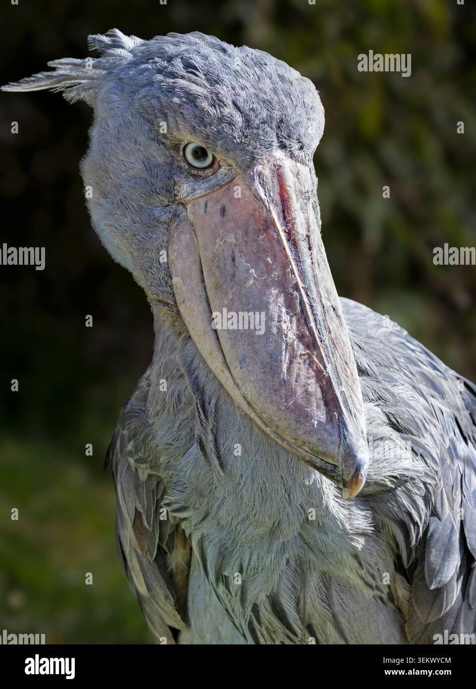 Schuhschnabel Stockfoto