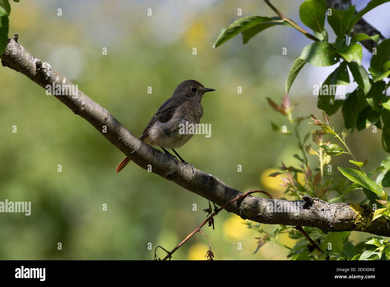Kleiner gemeiner Rotstartvogel mit braunem Gefieder und einem erkennbaren rötlichen Schwanz, während er bei Tageslicht allein auf einem Baumzweig in einem Garten hockt Stockfoto
