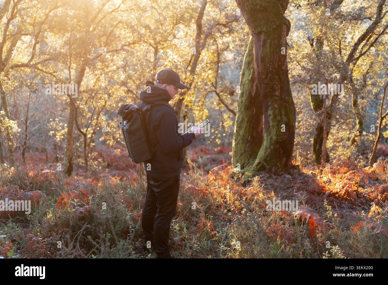 Wanderer mit Rucksack mit Smartphone in einem Wald und mit goldener Stunde Licht Stockfoto