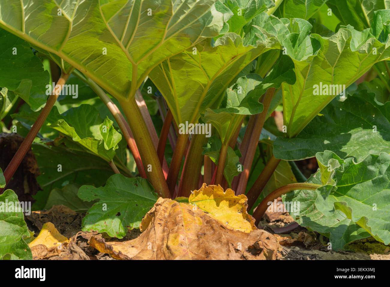Rhabarberpflanzen gedeihen in einer Gartenumgebung mit grünen Blättern und roten Stielen. Die Pflanzen zeigen ein neues Wachstum mit einigen gelben Blättern auf dem Boden. Gärtner Stockfoto