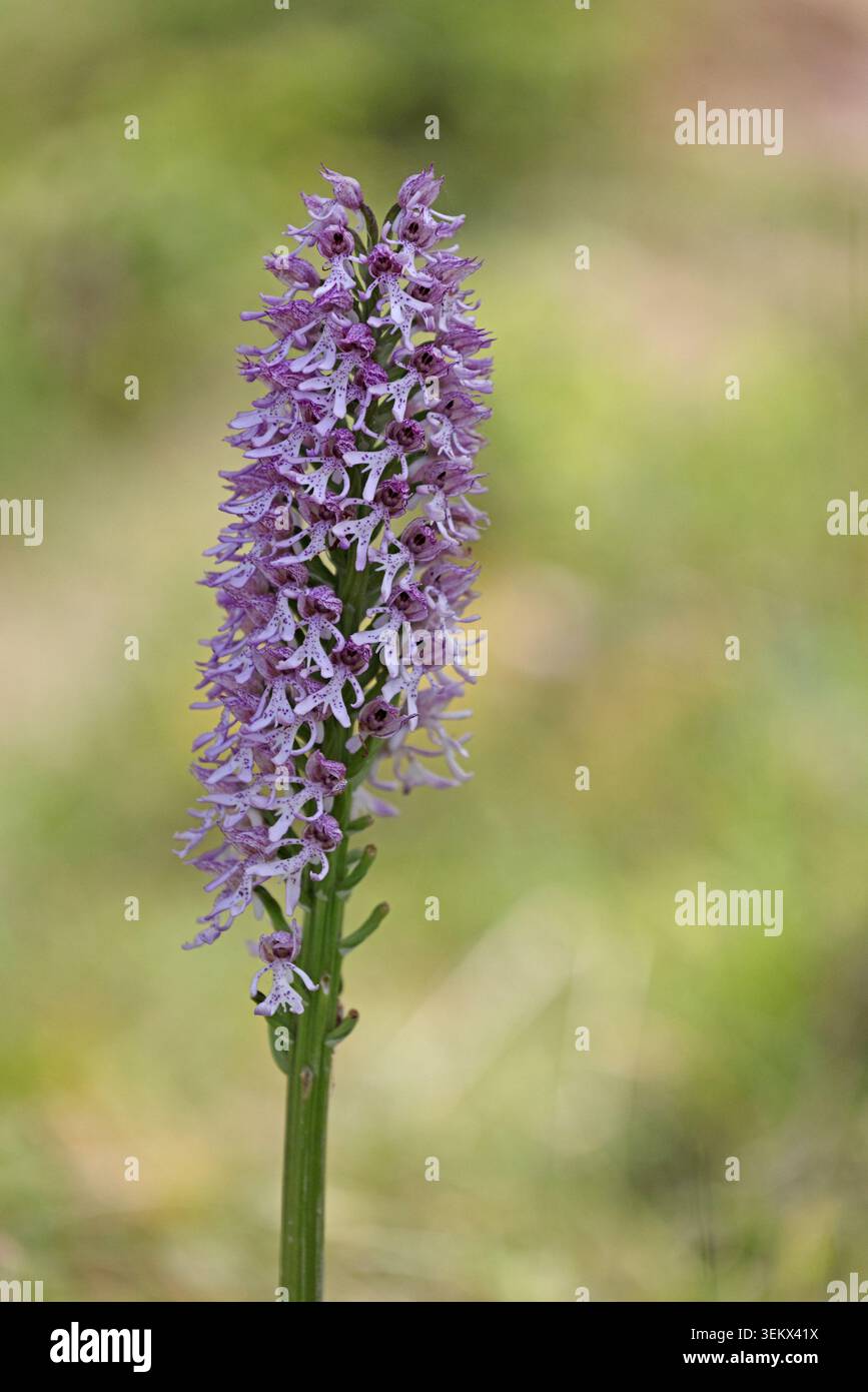 Lady x Monkey Orchid Hybrid im Hartslock Reserve Oxfordshire Stockfoto