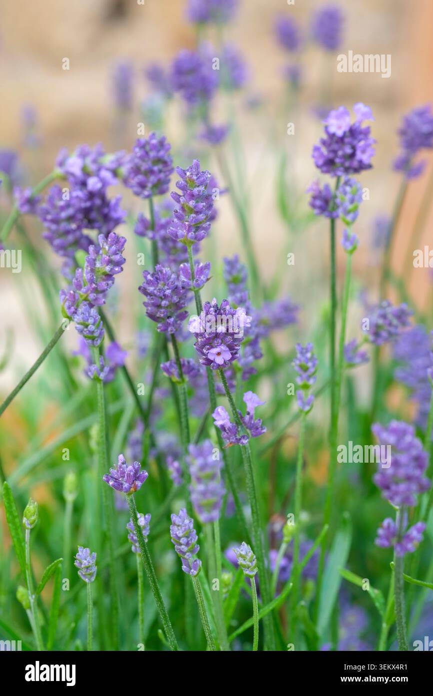 Lavandula angustifolia Hidcote verbessert, englischer Lavendel Hidcote, tiefviolett-violette Blüten Stockfoto