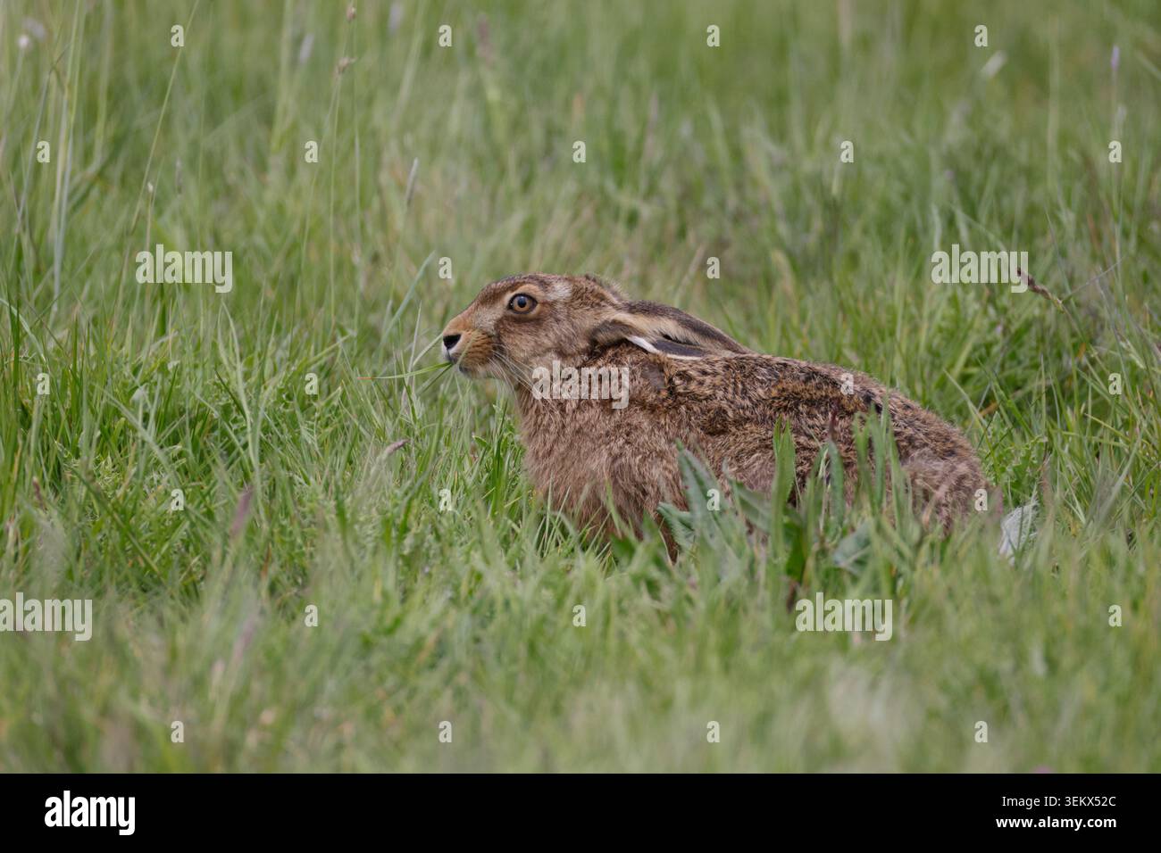 Brown Hare in Elmley Marshes Kent Stockfoto