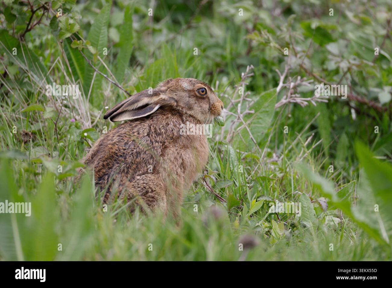Brown Hare in Elmley Marshes Kent Stockfoto