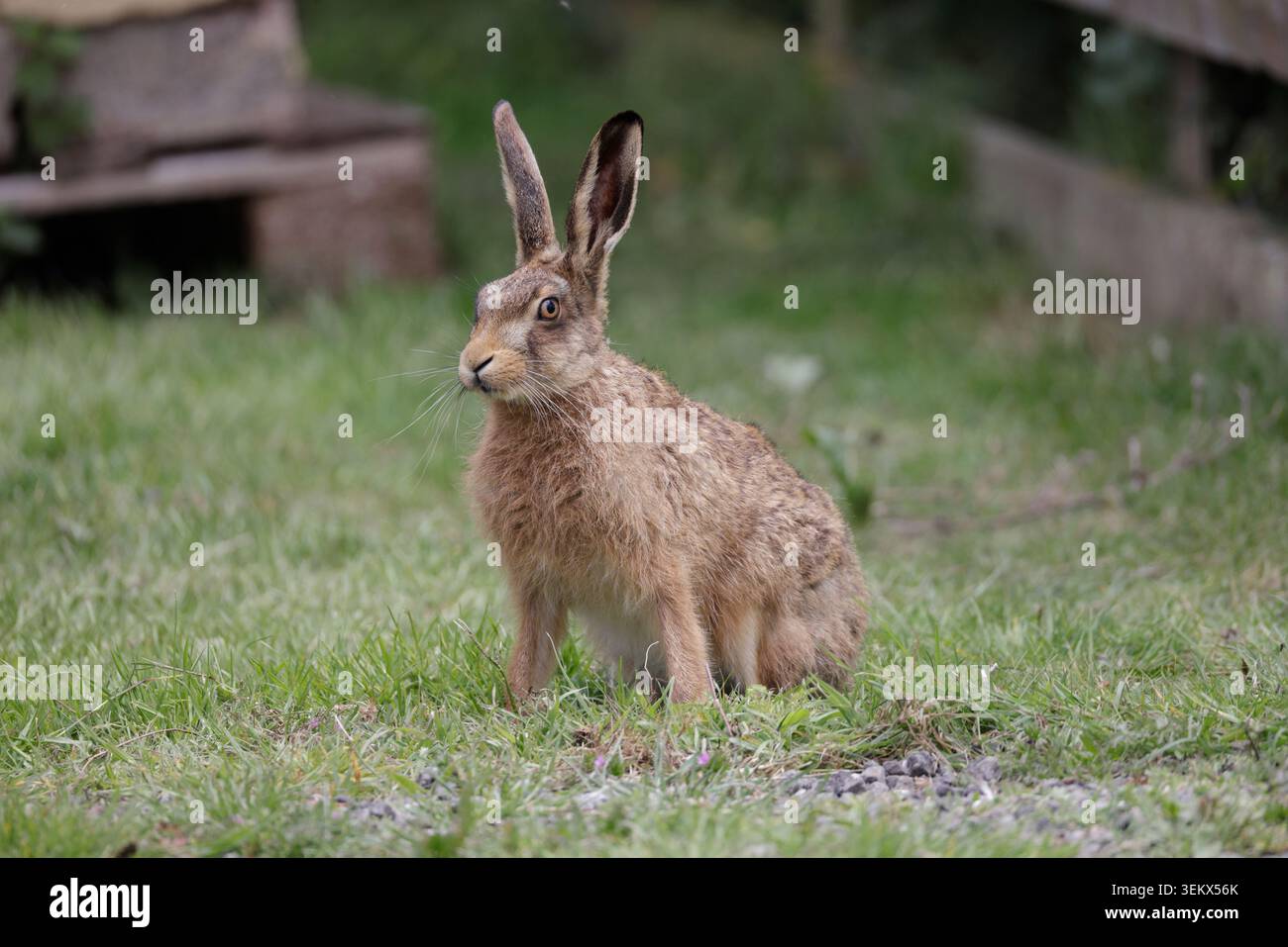 Brown Hare in Elmley Marshes Kent Stockfoto