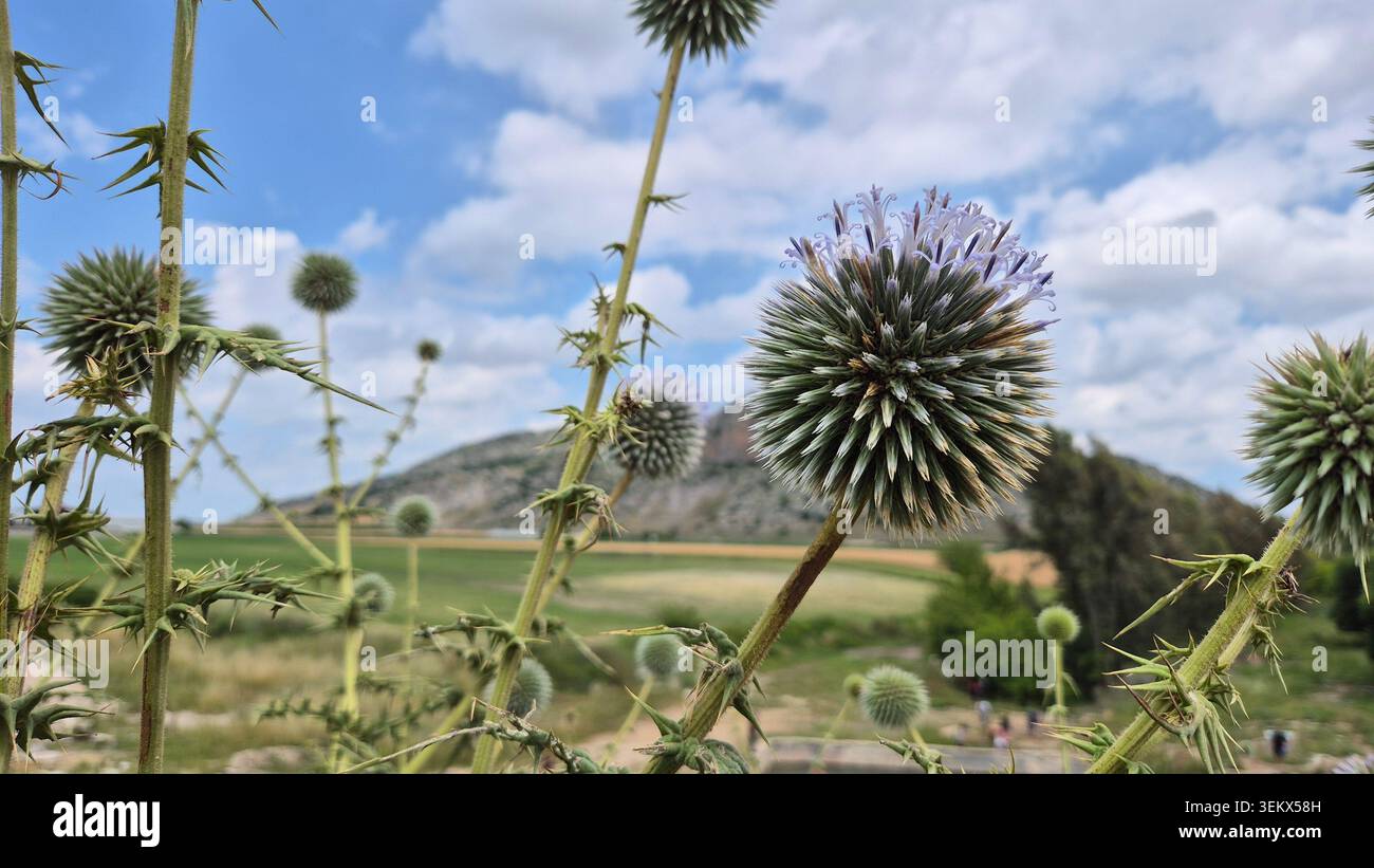 Blue Globe Thistle Flower (Echinops Ritro) Nahaufnahme - Smartphone-aufgenommenes Stockfoto