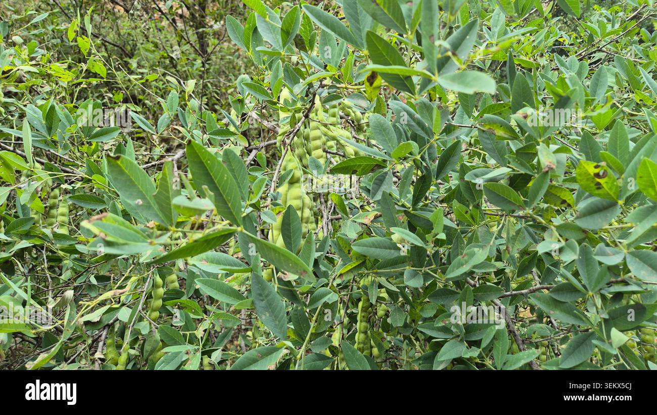 Stinkbohnen Trefoil Anagyris foetida Sträucher mit Samenkapseln Stockfoto