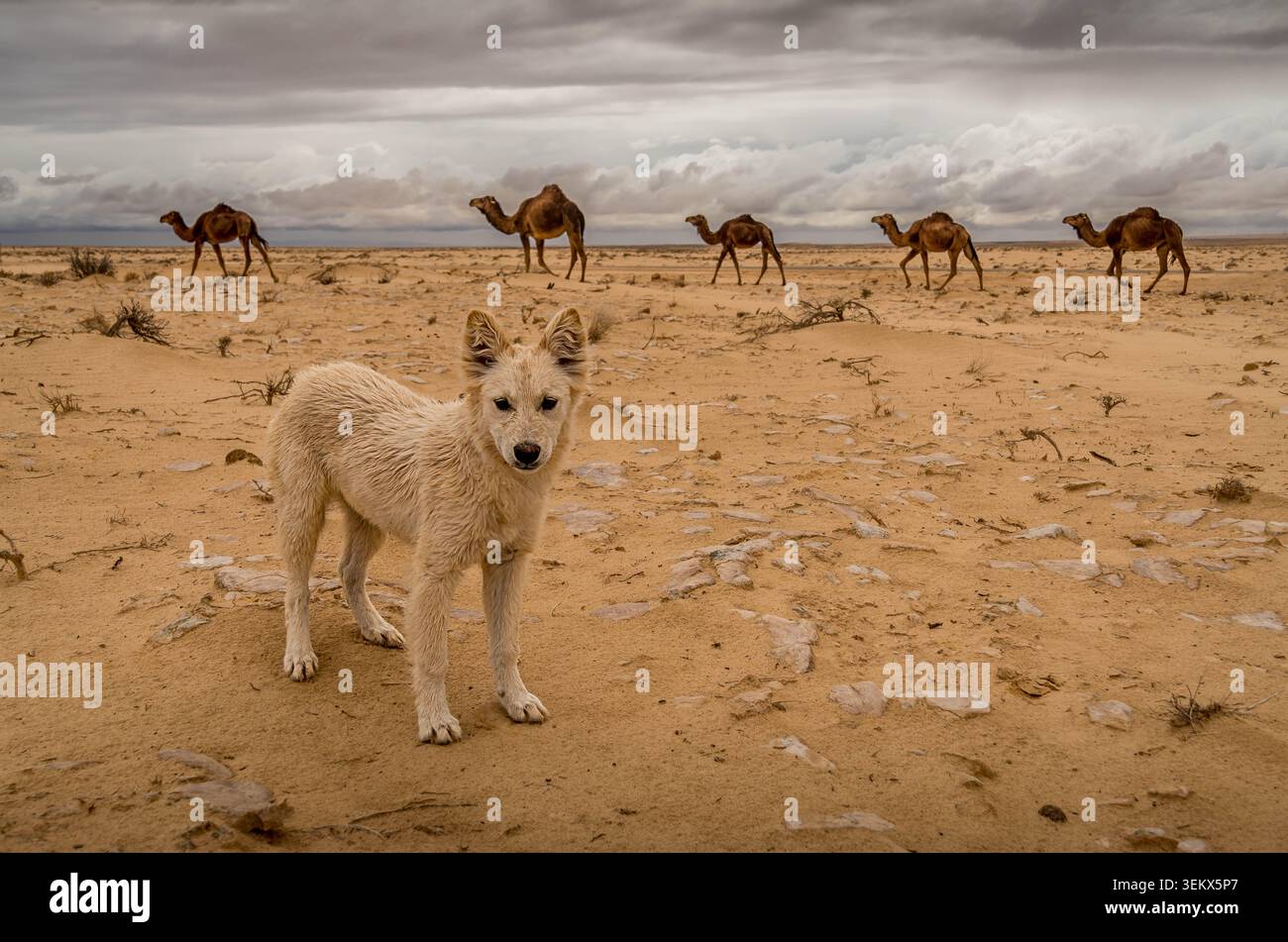 Wüstenhund in der Sahara, Tunesien, mit Kamelen, die eine sandige Ebene unter einem dramatischen bewölkten Himmel überqueren. Stockfoto