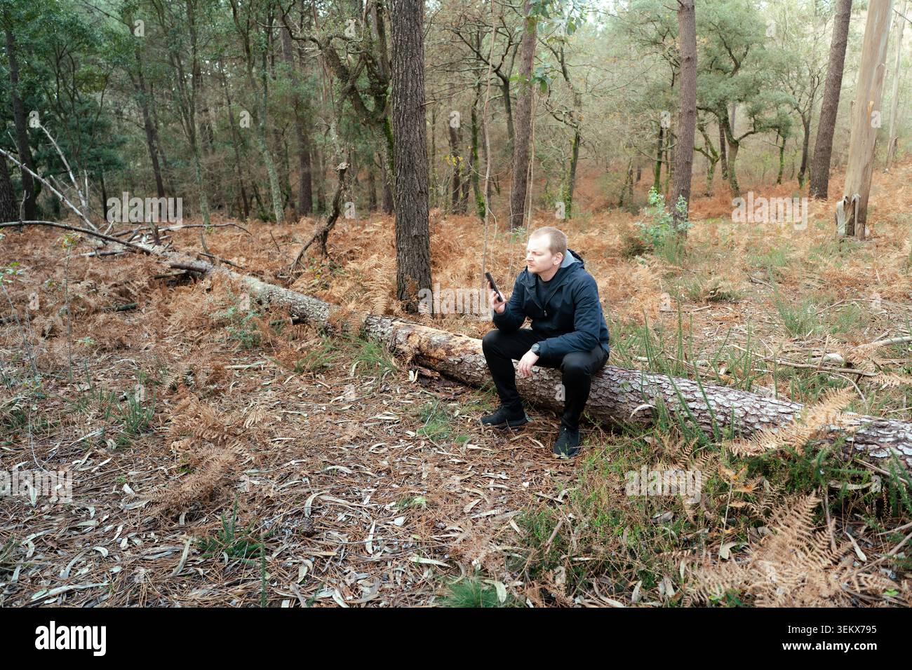 Ein Mann, der ein Smartphone hält und auf den Bildschirm blickt, während er auf einem gefallenen Baumstamm in einem Wald sitzt Stockfoto