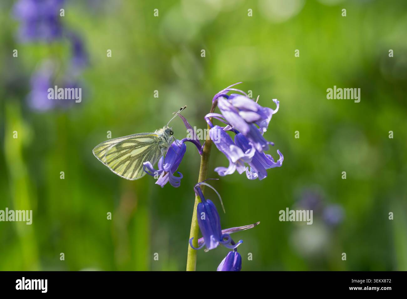 Grüngesäumte weiße Pieris-Ravé, ein erwachsener Schmetterling, der auf einer Blume aus Blauglocken sitzt, Nottinghamshire, Großbritannien, April Stockfoto