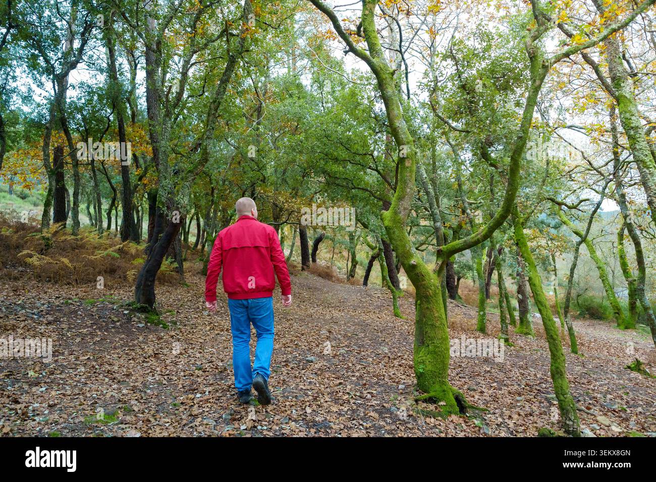 Mann in roter Jacke, der auf einem Waldweg mit gefallenen Blättern und grünen Bäumen läuft Stockfoto