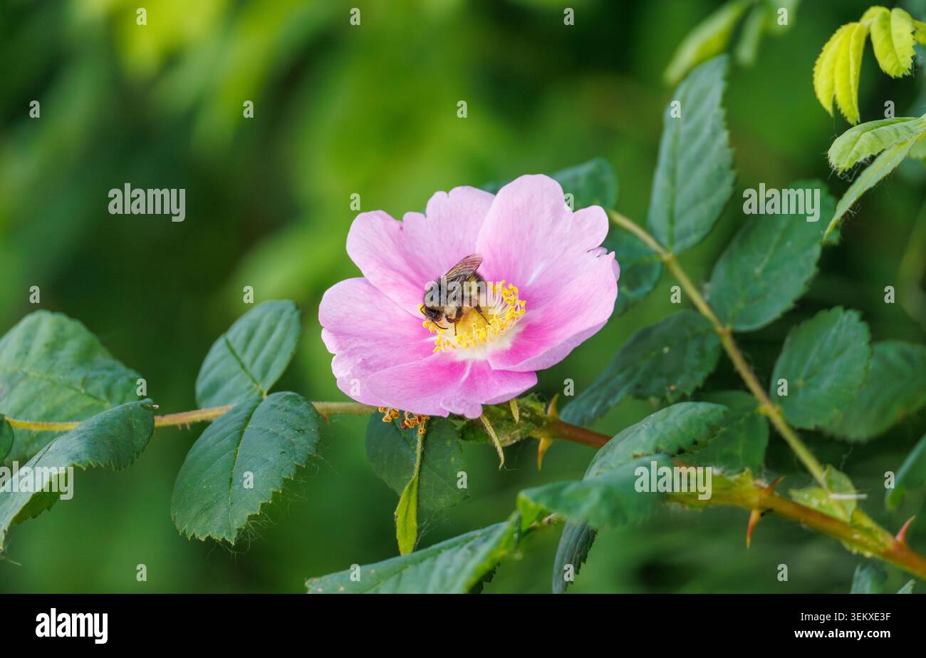 Bienenbestäubung leuchtend rosa Wildrose in naturgrünem Garten Stockfoto