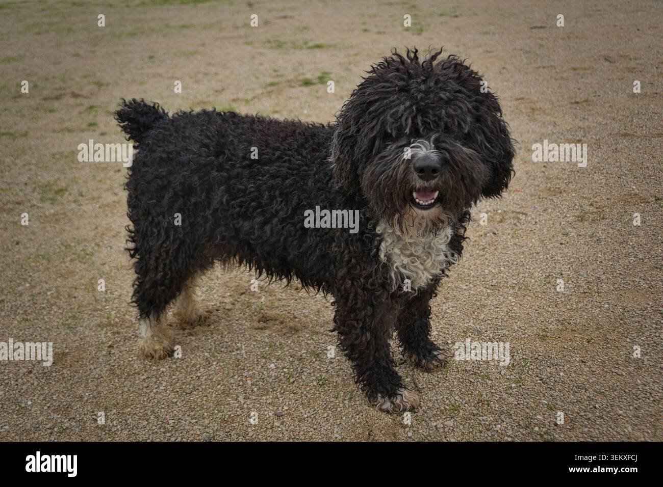 Spanischer Wasserhund, der draußen auf Kies steht und in die Kamera blickt, mit einem lockigen schwarz-weißen Fell. Stockfoto