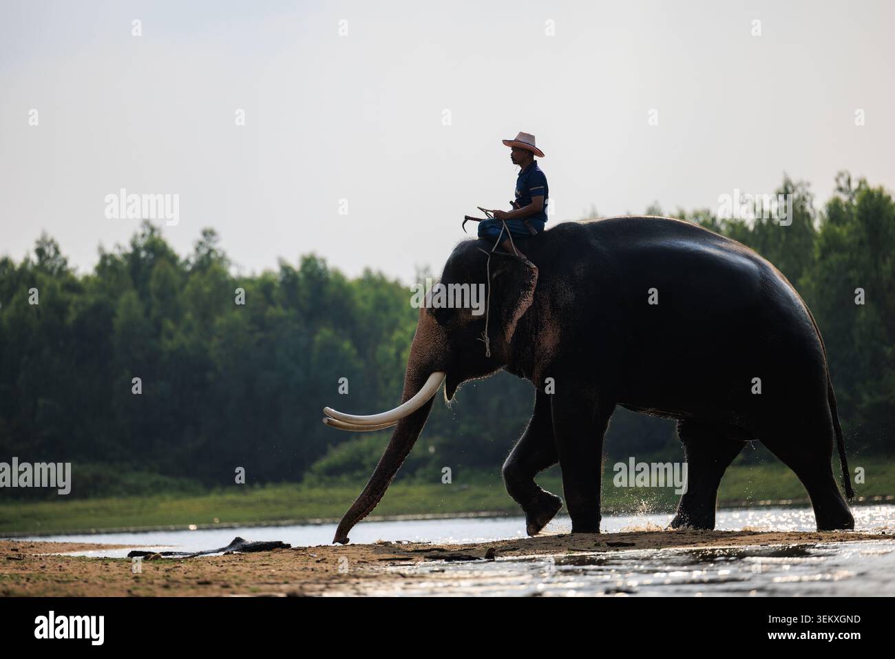 SURIN, THAILAND – 30. MÄRZ 2024: Ein asiatischer Elefant geht durch einen Fluss mit Mahout auf dem Rücken, der traditionelle Mensch-Tier-Bande hervorhebt. Stockfoto