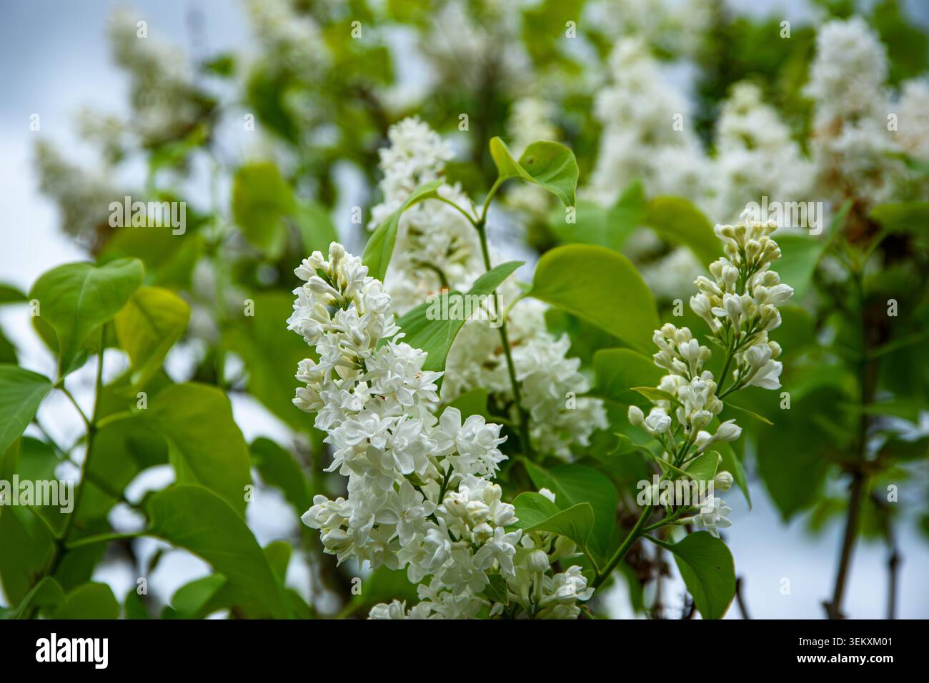 Weiße lilafarbene Blüten blühen auf einem grünen Busch im Garten, erfasst bei natürlichem Tageslicht mit sanftem Hintergrund. Stockfoto