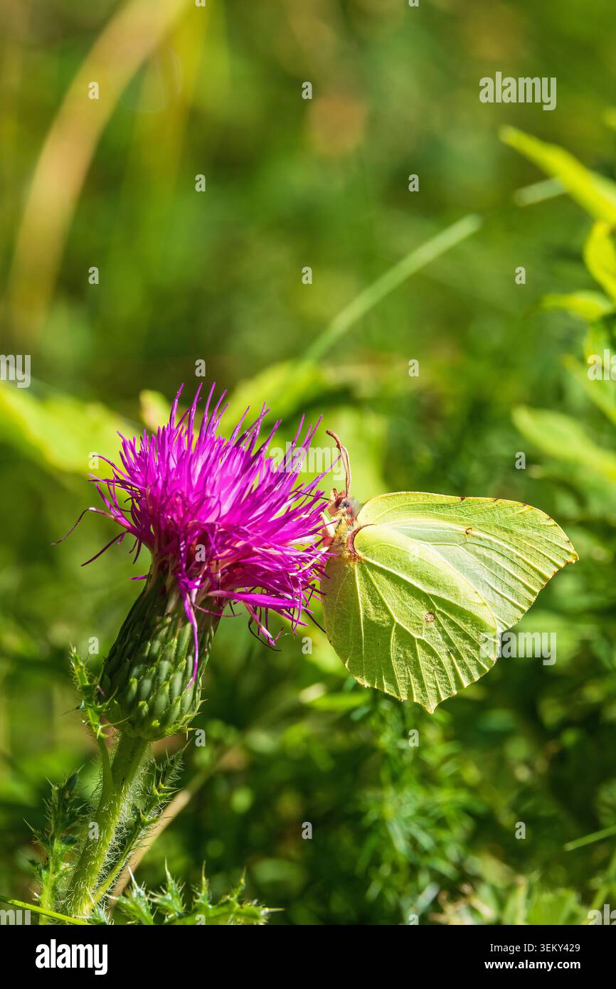 Nahaufnahme ATA Brimstone-Schmetterling auf einer Thistle-Blume Stockfoto