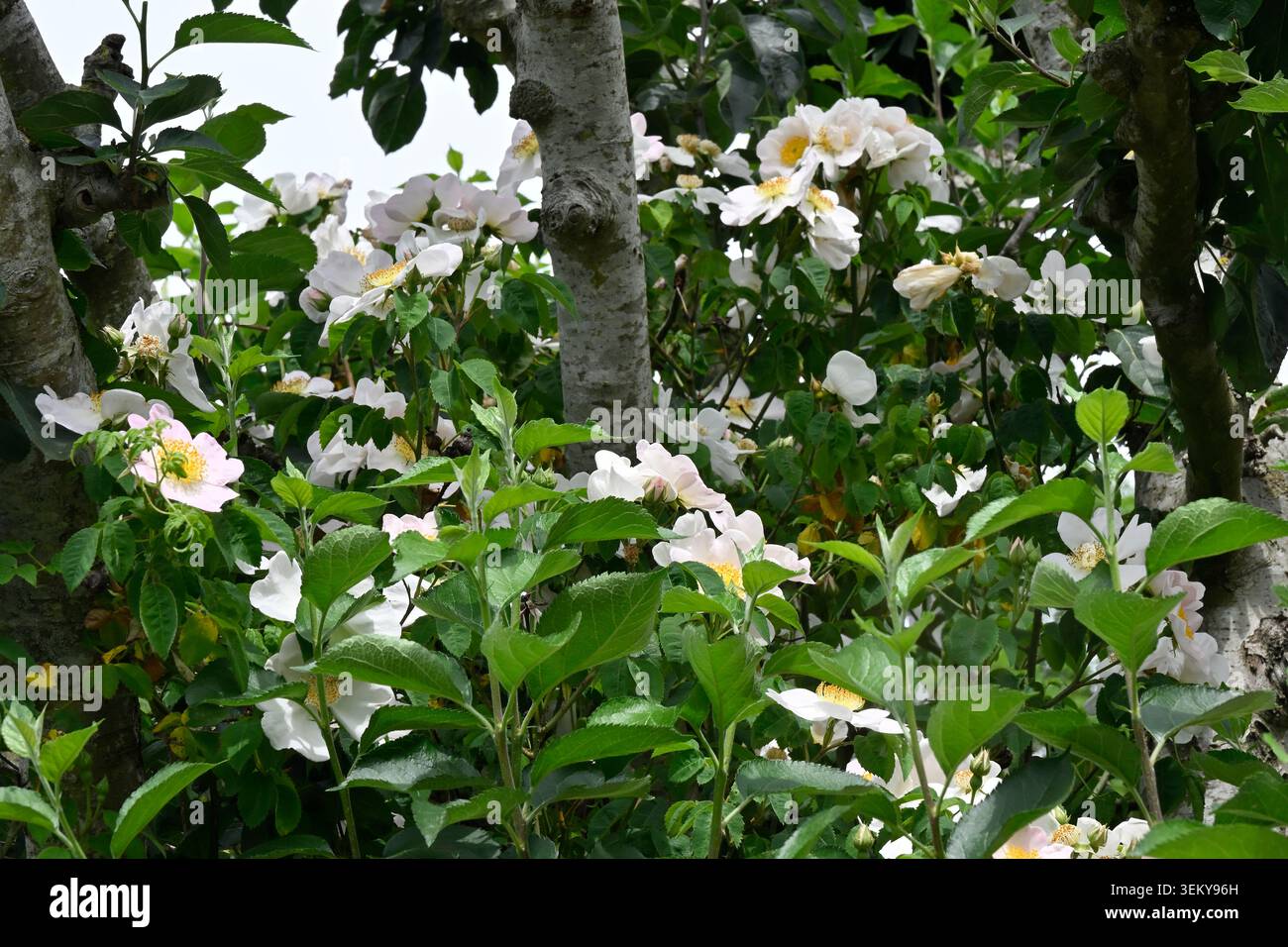 Einzelne weiße Sommerrosen von rosa macrantha wachsen im britischen Garten Mai Stockfoto