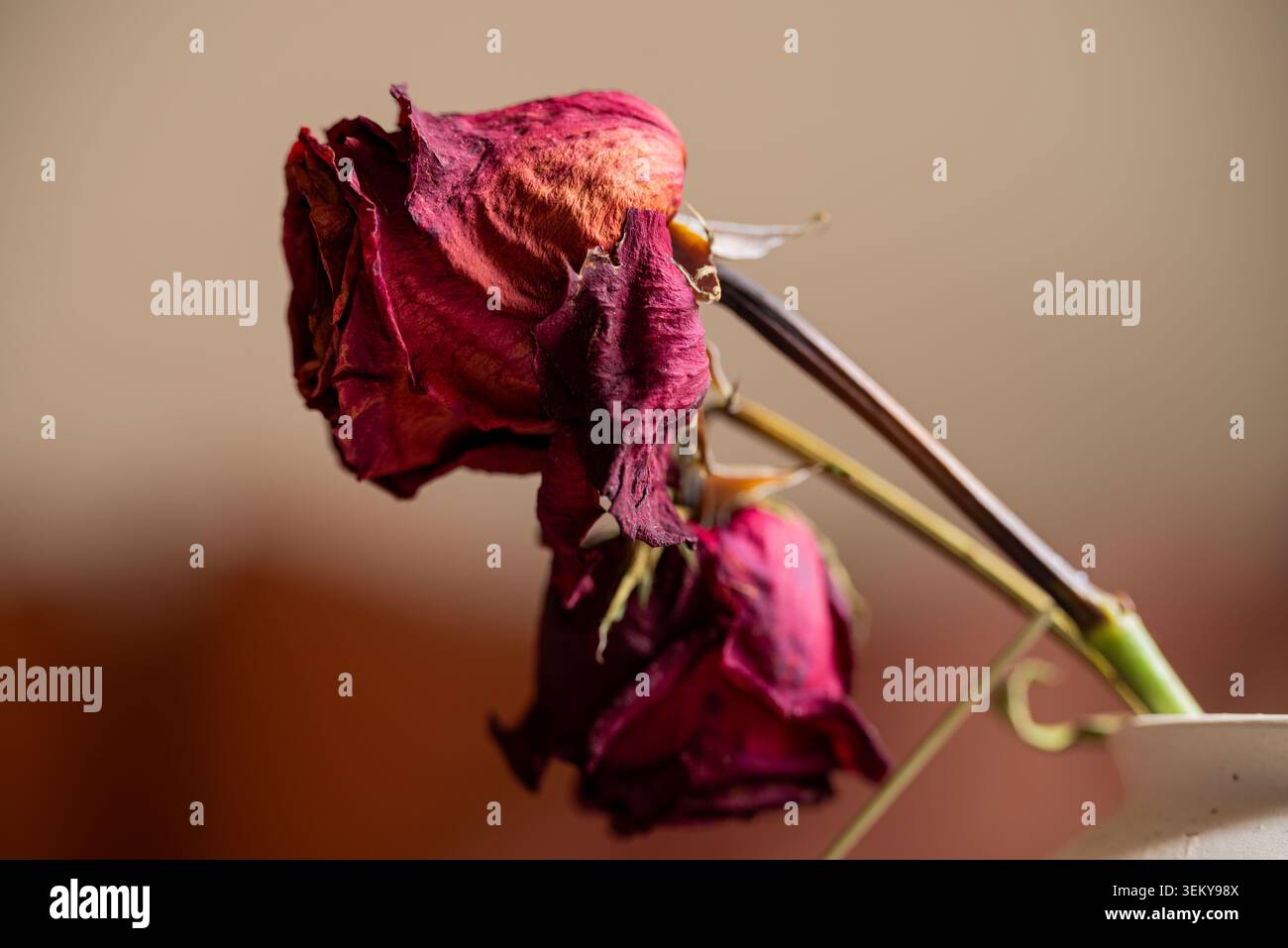rote rose Stockfoto