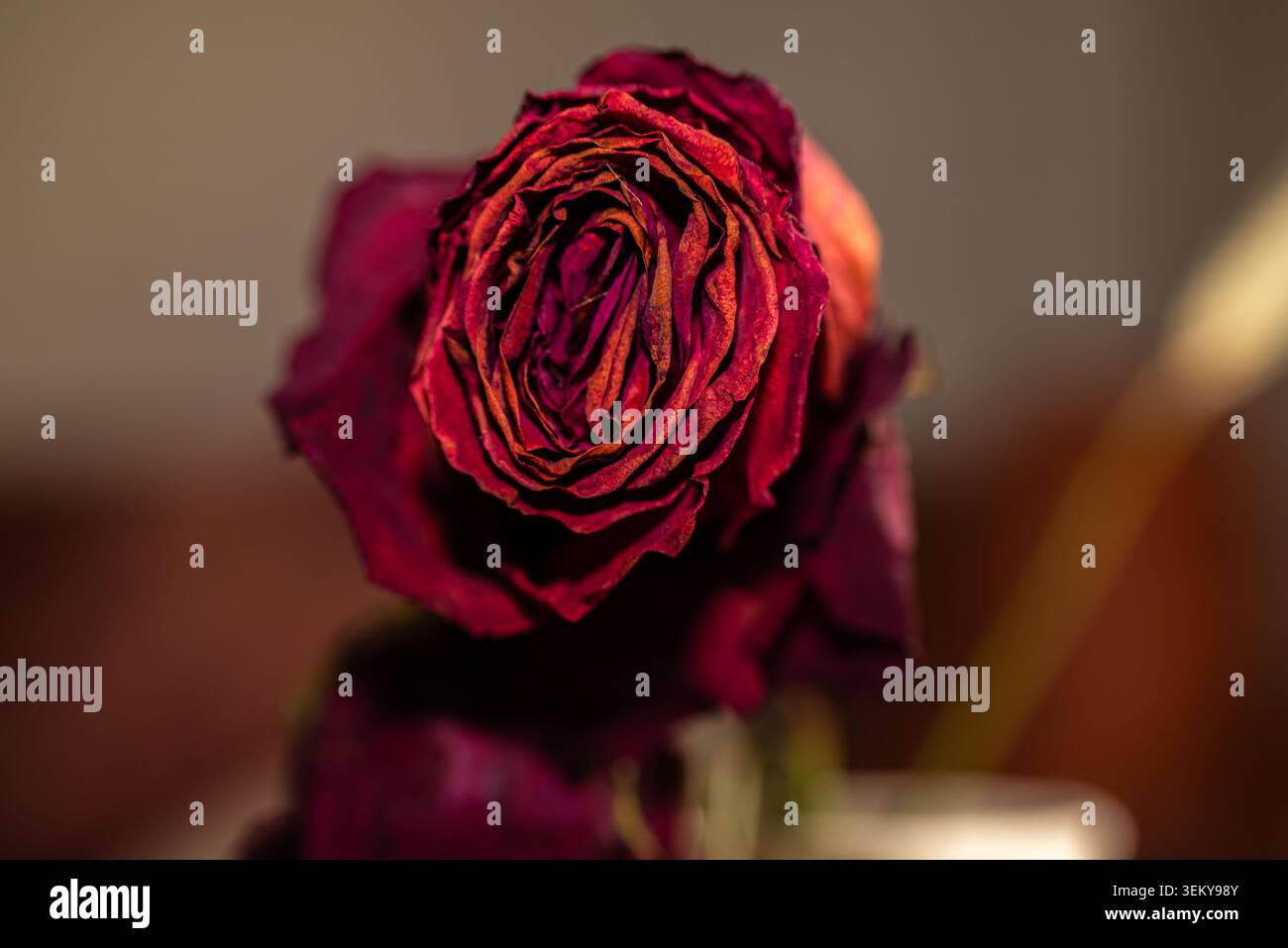 rote rose Stockfoto