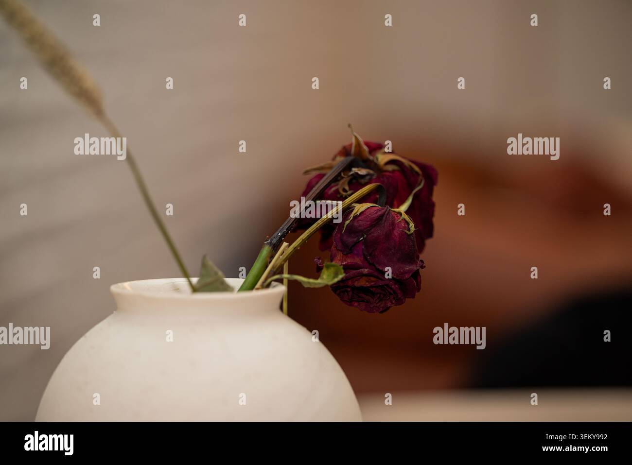 rote rose Stockfoto