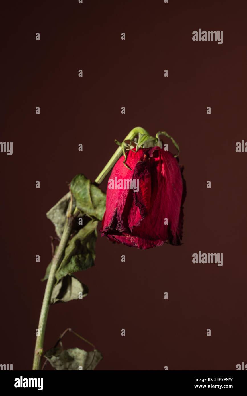 rote rose Stockfoto